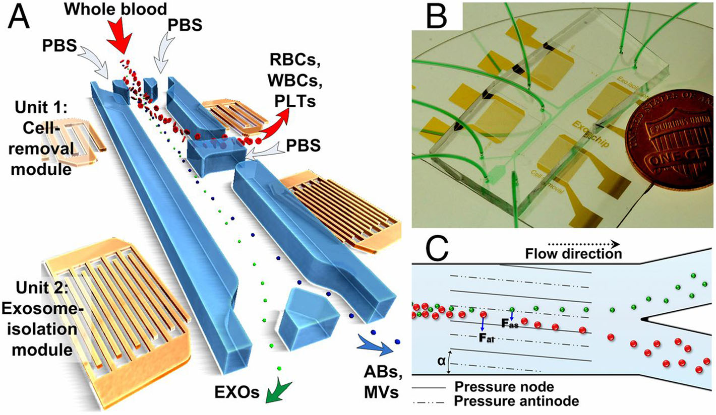 Molecular Biomedicine Progress In Exosome Associated Tumor Markers